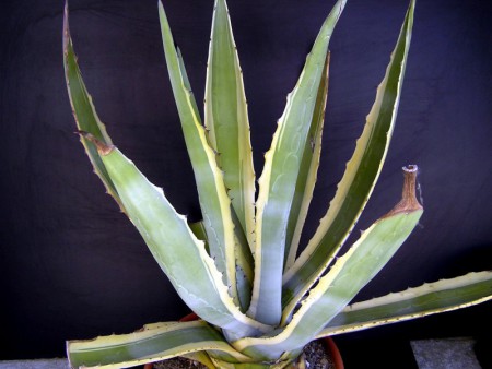 Agave americana var, marginata